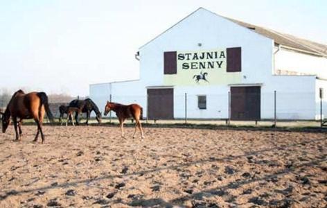 Noclegi Przy Stajni Senny - Horse Riding Łeba Exteriör bild