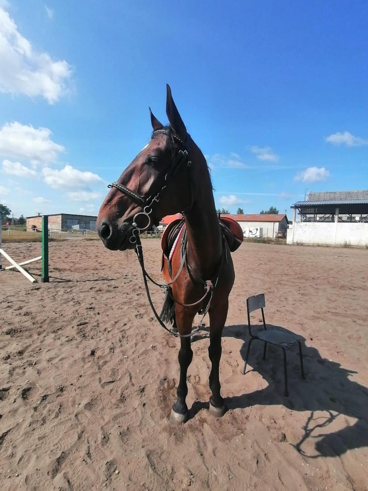 Noclegi Przy Stajni Senny - Horse Riding Łeba Exteriör bild